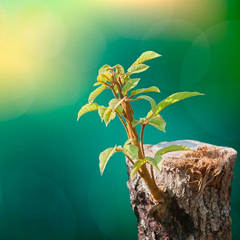 新規のお申し込みをご希望のお客様